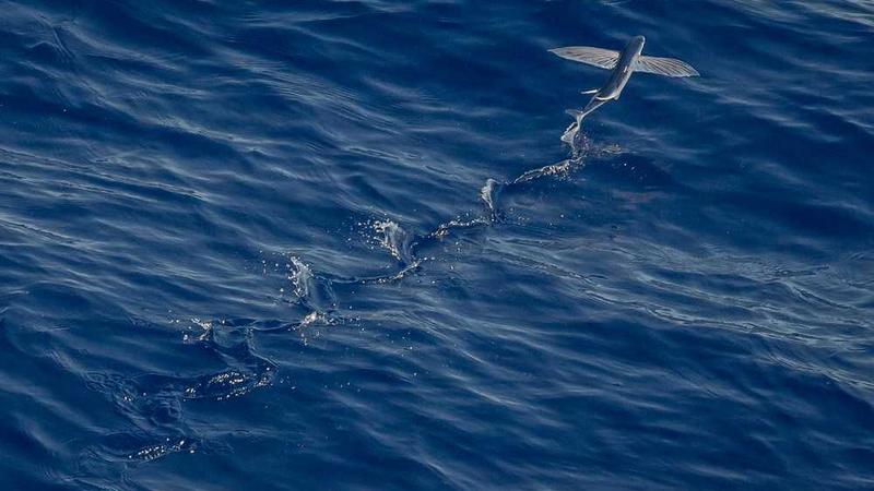 【QT开发笔记-基础篇】| 第三章 常用对话框 | 3.3 颜色对话框-QColorDialog